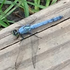 Eastern Pondhawk (Adult Male)