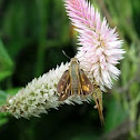 Broad-Winged Skipper