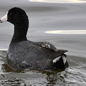 American Coot