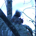 Eastern Gray Squirrel