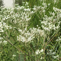 Late-flowering boneset