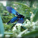 Southern Cyan Tiger Moth.