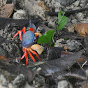 Halloween crab / Moon crab / Harlequin crab