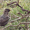 Spotted Nutcracker