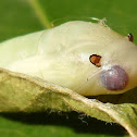 Common Anastrus