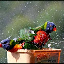 Rainbow Lorikeets