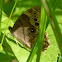 Northern Pearly-eye