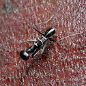 Ant Mantis