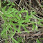 Club Moss
