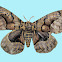 Brahmaeidae  Bombycoidae
