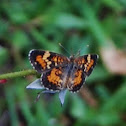 Phaon Crescent