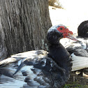 Muscovy duck