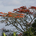 Cambulos