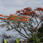 Cambulos