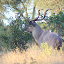Kudu