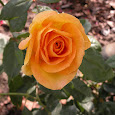 Roses of Florida