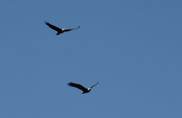 Spotting Image 1
