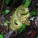 Eyelash- viper