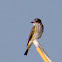 Spotted Flycatcher; Papamoscas Gris