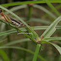 Grasshopper