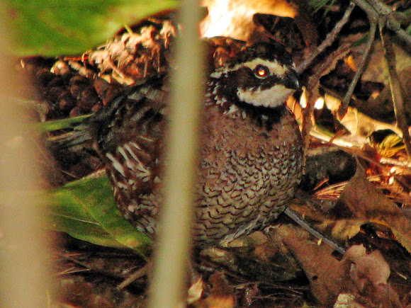 Spotting Image 1
