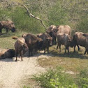 Wisent