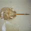 Horseshoe crab