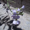 Garden Rocket