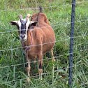 Domestic goat