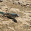 Whip-tailed Lizard
