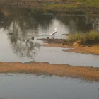 Snowy Egret