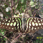 Graphium agamemnon