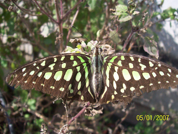 Spotting Image 1