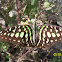 Graphium agamemnon