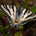 Chupaleche (Scarce Swallowtail)