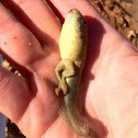 Bullfrog tadpole in transition
