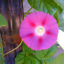 Morning Glory