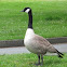 Canada Goose