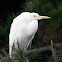 Garza Blanca / Great Egret