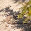 Great Basin  Whiptail