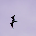 Magnificent frigatebird
