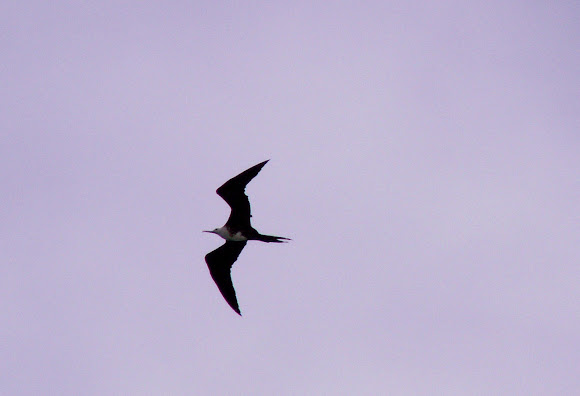 Spotting Image 1