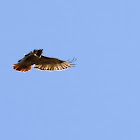 Red tailed hawk