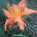 Day Lily