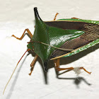 stink bug