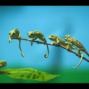 Indian chameleon