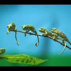 Indian chameleon