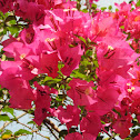 Bougainvillea