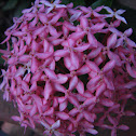 Ixora