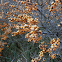 Duindoorn / common sea-buckthorn